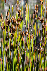 Nevillea obtusissima
