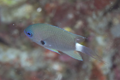 Pycnochromis delta