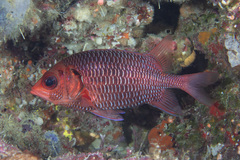 Sargocentron violaceum