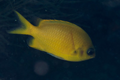 Chromis analis