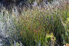 Nevillea obtusissima