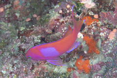 Pseudanthias pleurotaenia