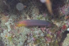 Fine-Scaled Dottyback photo 2