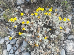 Thymophylla micropoides