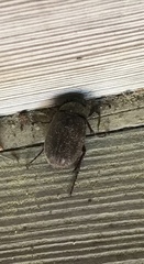 Osmoderma scabra