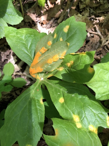 Mayapple Rust