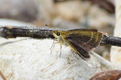 Aeromachus dubius