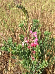 Oenothera sinuosa