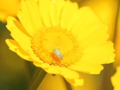 Thiomiris sulphureus