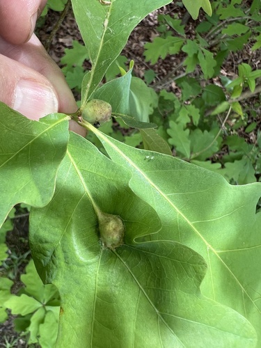 Oak Petiole Gall Wasp photo 6