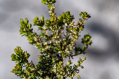 Erica axillaris