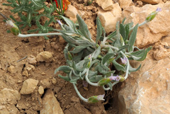 Chardinia orientalis