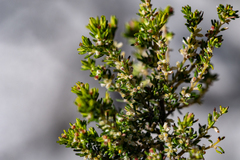 Erica axillaris