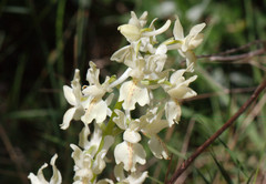 Orchis provincialis