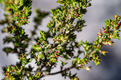 Erica axillaris