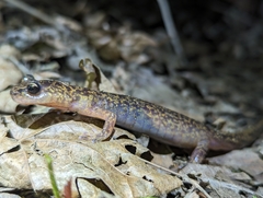 Jilin Clawed Salamander photo 3