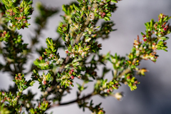 Erica axillaris