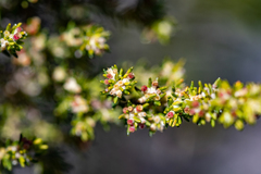 Erica axillaris