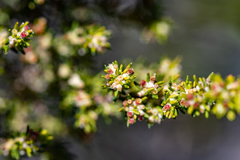 Erica axillaris