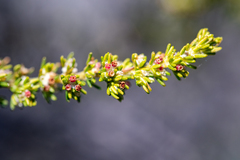 Erica axillaris