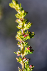 Erica axillaris