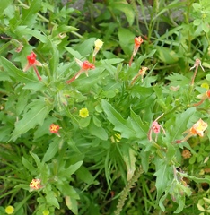 Oenothera laciniata