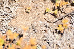 Lactista gibbosus