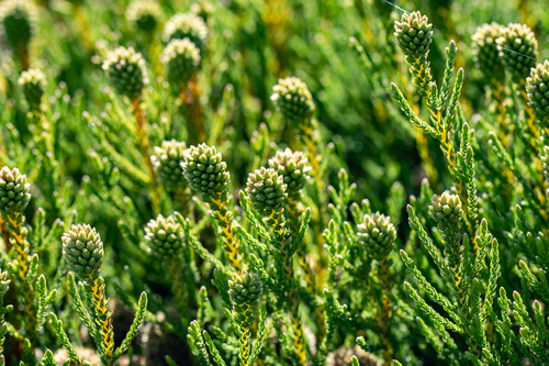 Brunia fragarioides (Brunia fragarioides)
