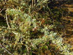 Aspalathus acanthophylla