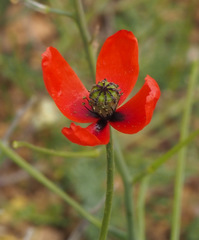 Papaver decaisnei