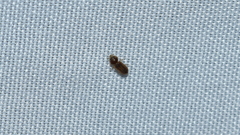 Tropicus pusillus