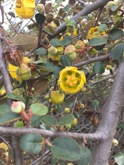 Fremontodendron californicum