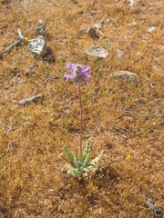 Salvia carduacea