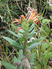 Siphocampylus tupaeformis