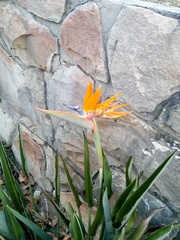 Strelitzia reginae reginae