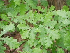 Quercus robur