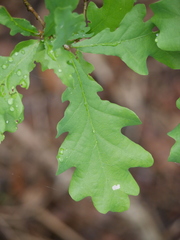 Quercus robur