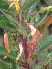 Siphocampylus tupaeformis