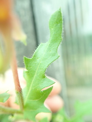 Oenothera laciniata