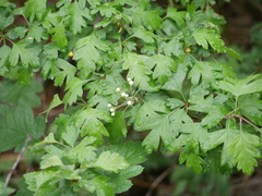 Crataegus monogyna