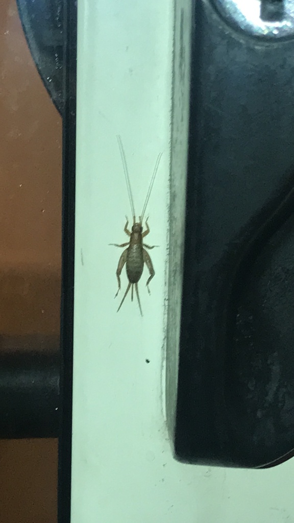 Ornebius aperta from North Island / Te Ika-a-Māui, Auckland, Auckland ...