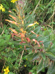 Siphocampylus tupaeformis