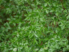 Ligustrum vulgare