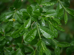 Ligustrum vulgare