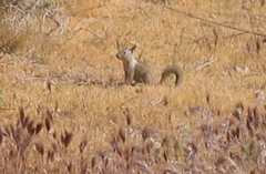 Otospermophilus beecheyi