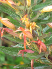 Siphocampylus tupaeformis