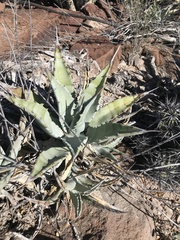 Agave cerulata subcerulata