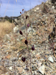 Streptanthus glandulosus niger