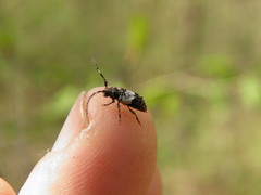 Pogonocherus hispidulus