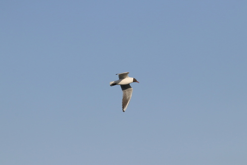 Black-headed Gull